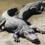 Alligators-3