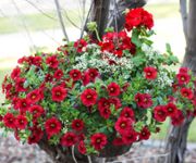 Hanging Baskets Made Simple
