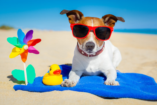 Pet Summertime Safety in Orlando FL
