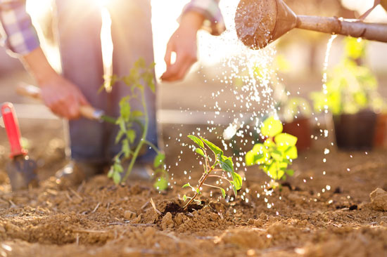 Gardening with fewer chemicals in orlando fl