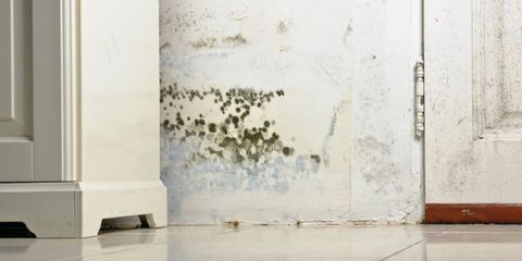 Preventing and Getting Rid of Mold